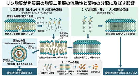 リポーソム流動性で、研究者と議論❗おもしろい