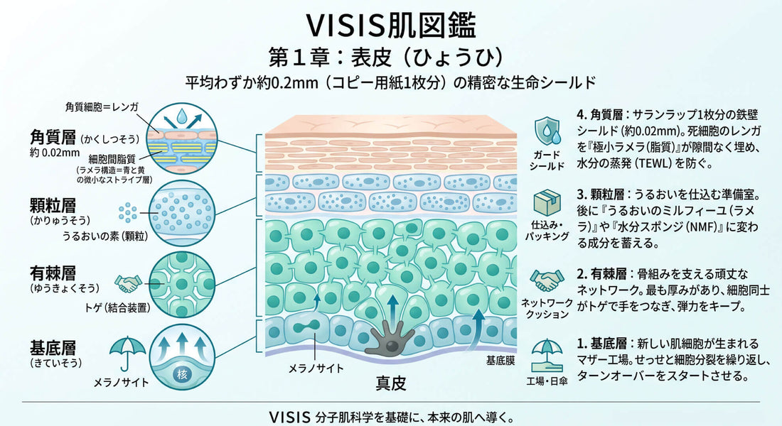 第1章：表皮の科学