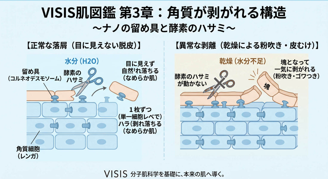第3章：角質が剥がれる構造（落屑の科学）