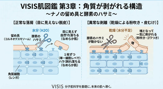 第3章：角質が剥がれる構造（落屑の科学）
