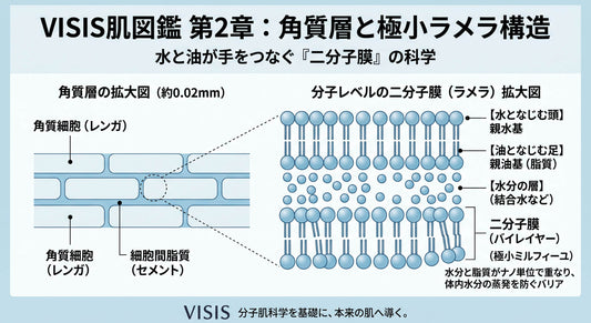 第2章：角質層と極小ラメラ構造