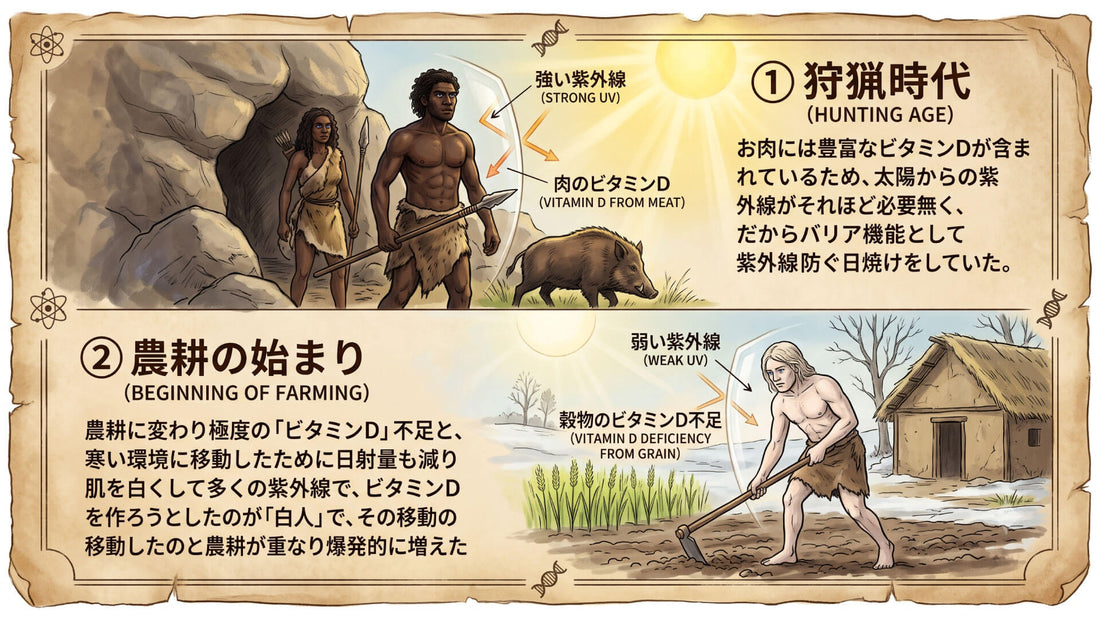 白人が生まれた理由、紫外線と美容✨