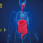 【VISIS式】消化器官健康法（大腸と脂肪）①